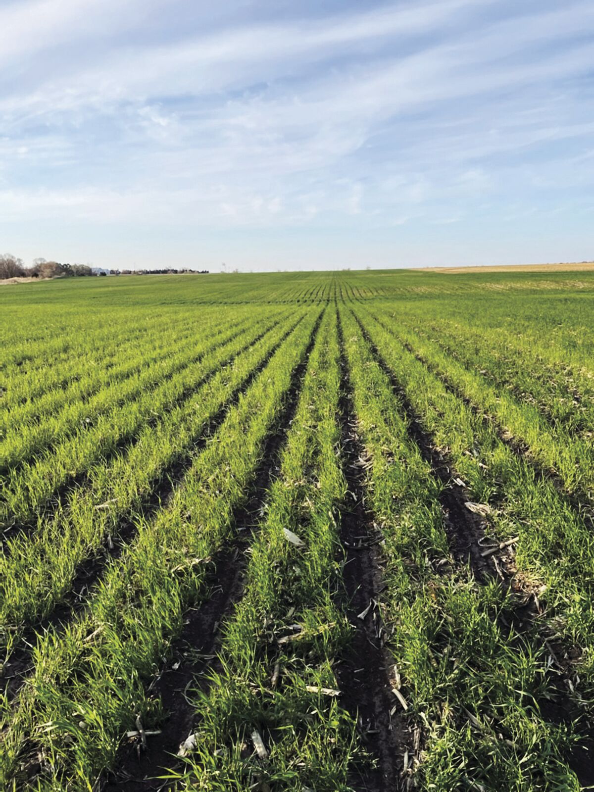 Rye cover crop